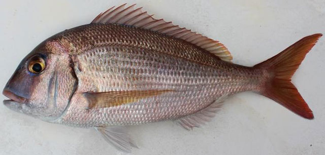 Porgy
